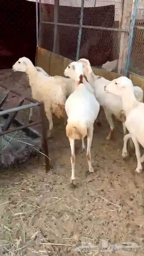 أعرض لكم ضان رفيديات 3 دفيع شرط و 4 الله وعلم 1