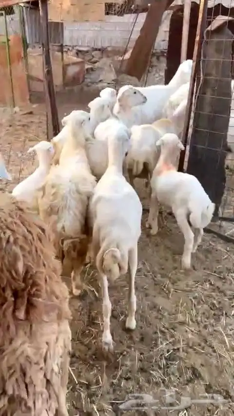 أعرض لكم ضان رفيديات 3 دفيع شرط و 4 الله وعلم 3