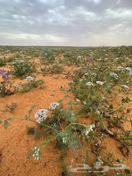 بذور البسباس البري 2