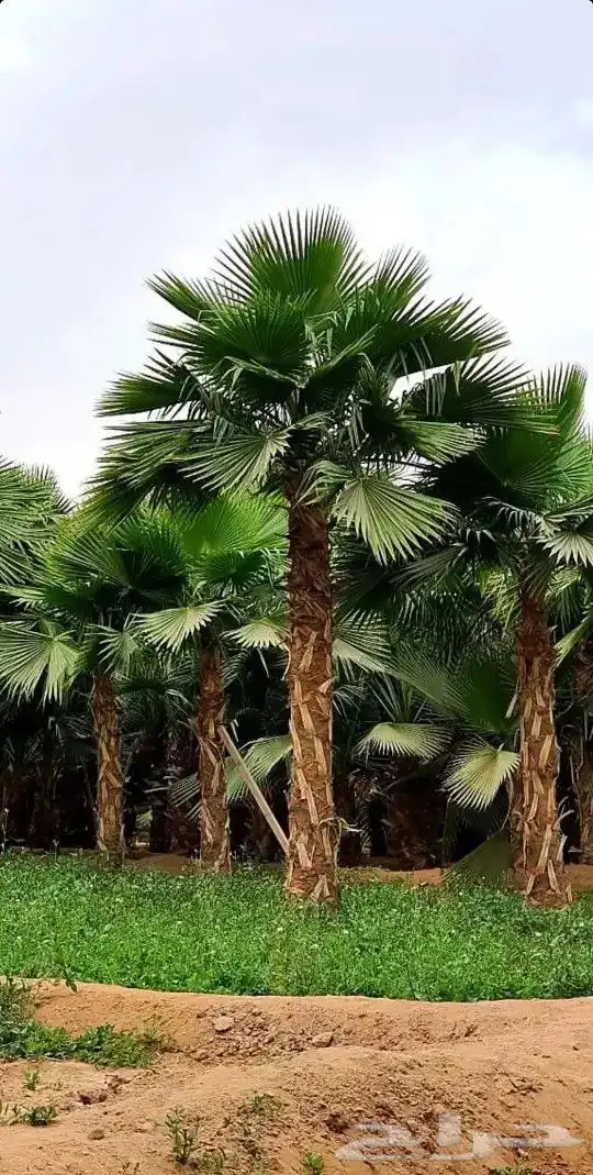 النخل واشنطونياء زينه للبيع 5