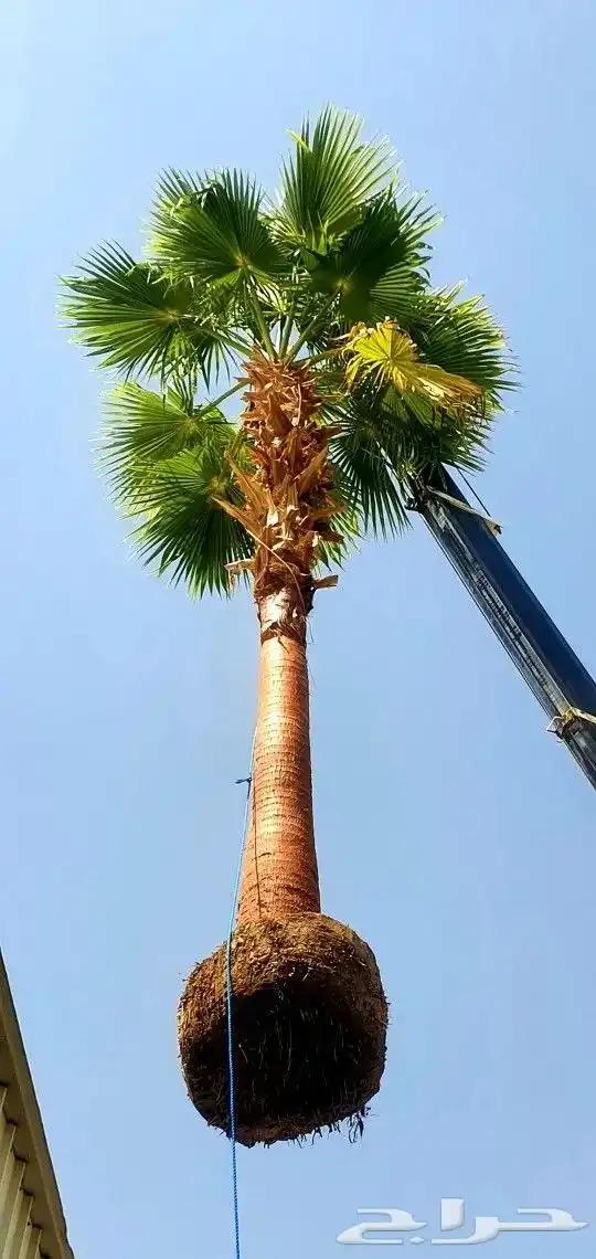النخل واشنطونياء زينه للبيع 0