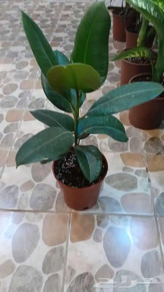 تنسيق حدائق 9