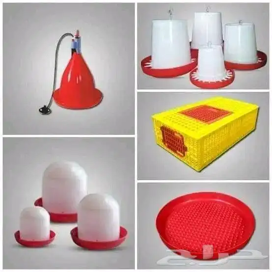 فنى تربية دواجن   روس 308وجميع أنواع الطيور 1