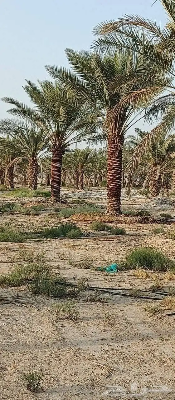 يوجد لدينا جميع انواع النخل من المتر الى 7 متر متوفر 4