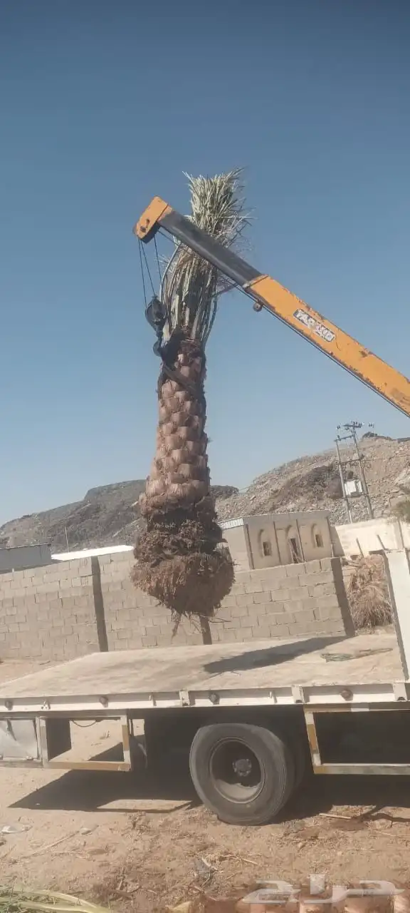 يوجد لدينا نخيل للبيع وتحويض النخيل بالحجار 8