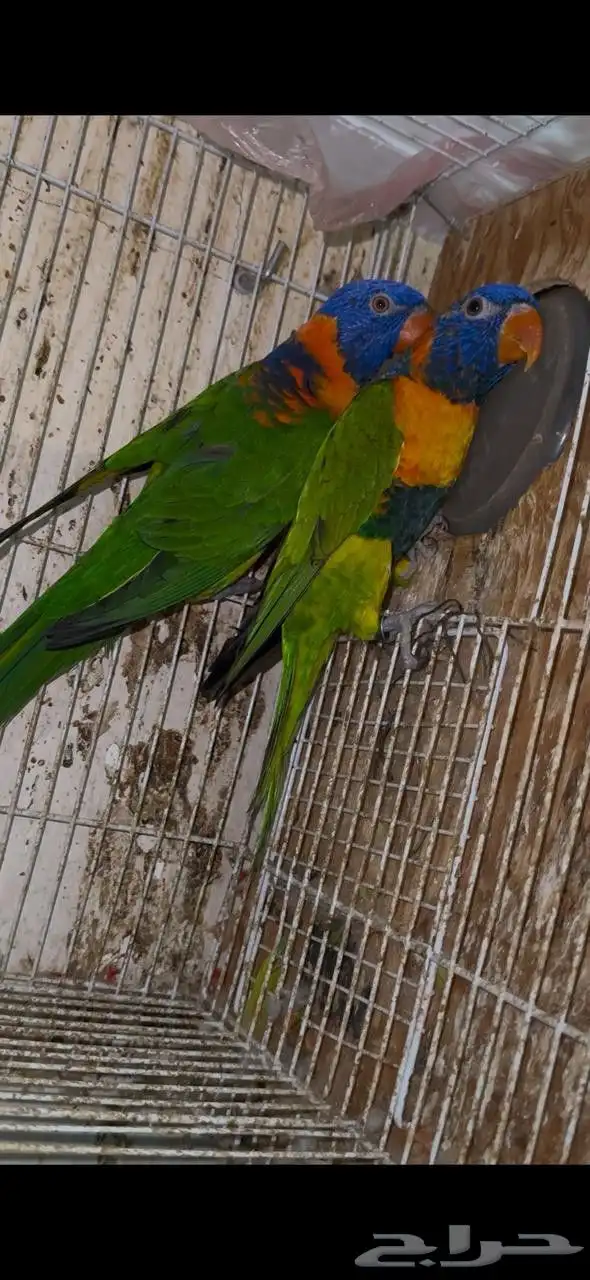 زوج لوري منتج 0