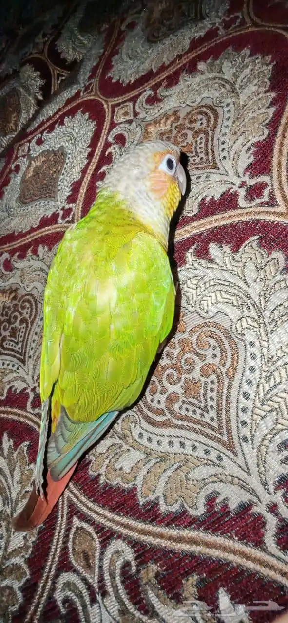 للبيع طائر كنيور ( قرين شيك ) 2