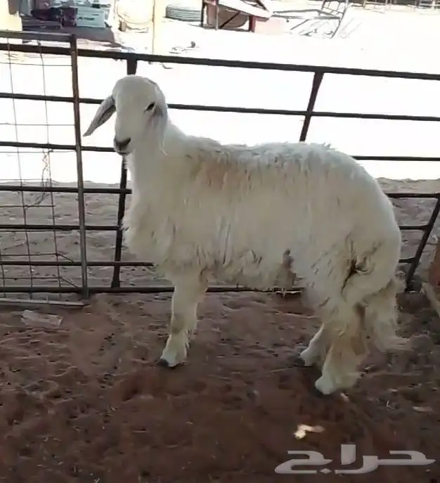 ذبايح طليان حري و نعيم 2