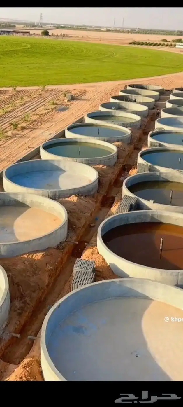 سم  خزان ديري 2