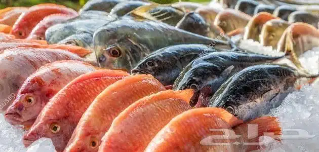 أسماك أملج 0