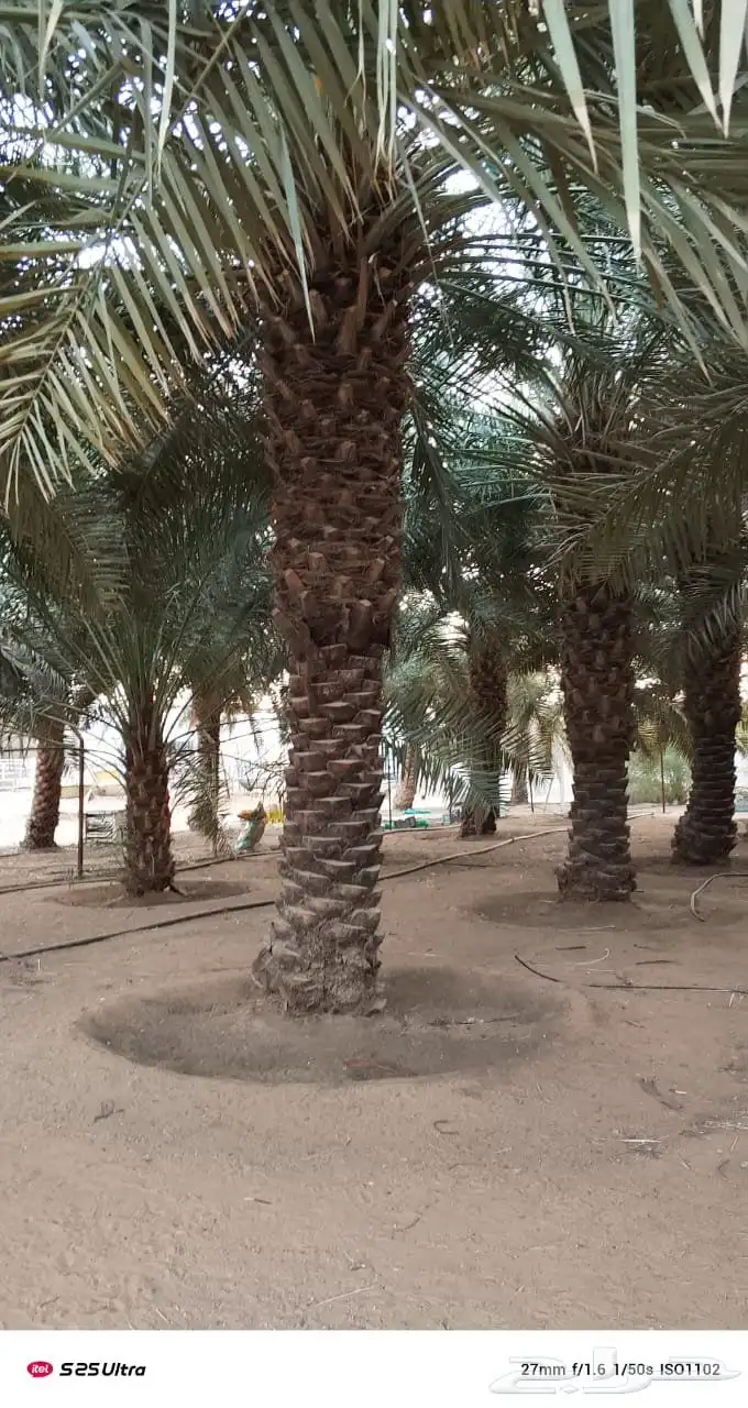 يوجد لدينا جميع انواع النخل من المتر الى 7 متر متوفر 3
