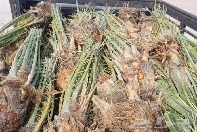 مقاول نخل عربي ونخل واشنطنيا مع اعماله قلع غرس تكريب وتحويض 22