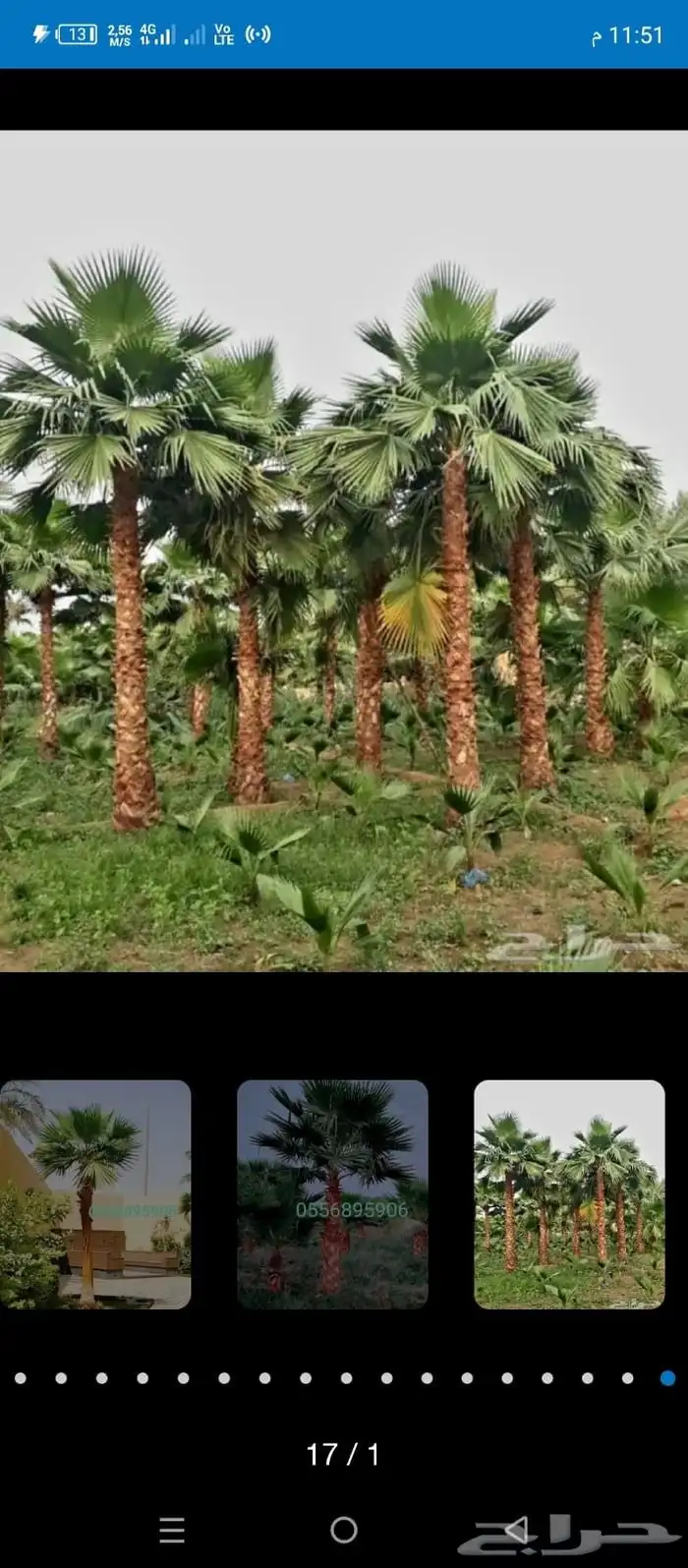 نخل عربي 7