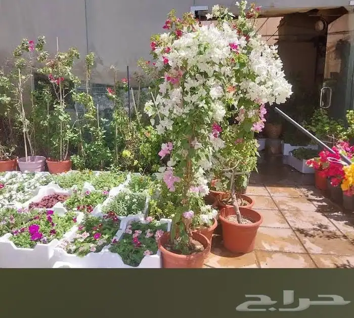 مشاتل تنسيق حد ائق 0