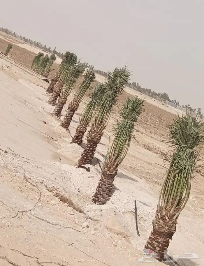 مقاول نخل عربي ونخل واشنطنيا مع اعماله قلع غرس تكريب وتحويض 24