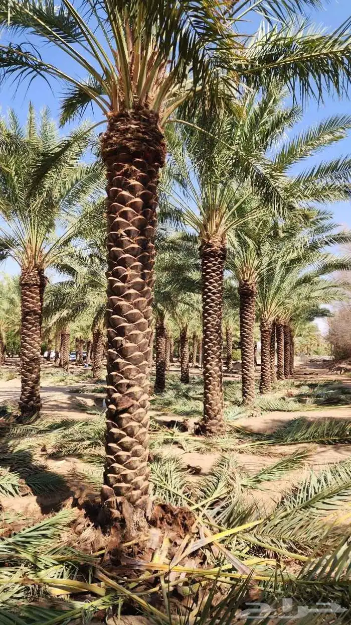 نخل للبيع جميع أنواعه ومقساته 1