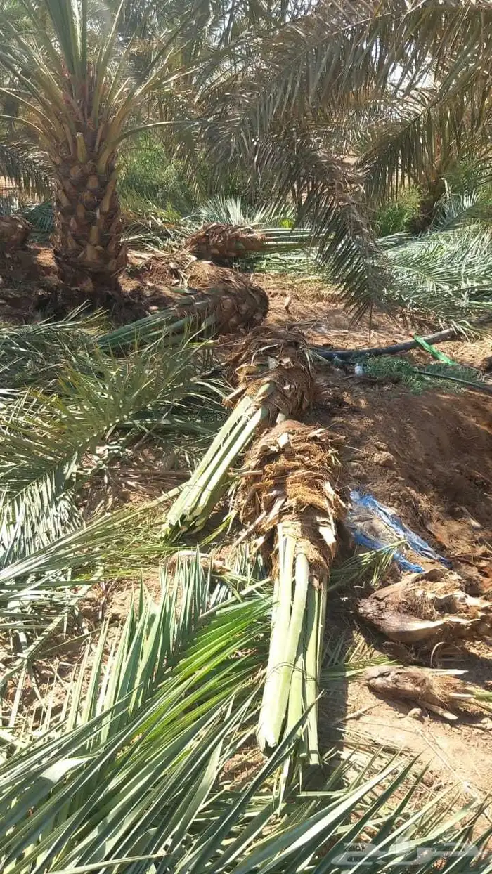 أشجار زيتون ونخل مثمرللبيع وأشجار بريه وتركيب الشبوك 5