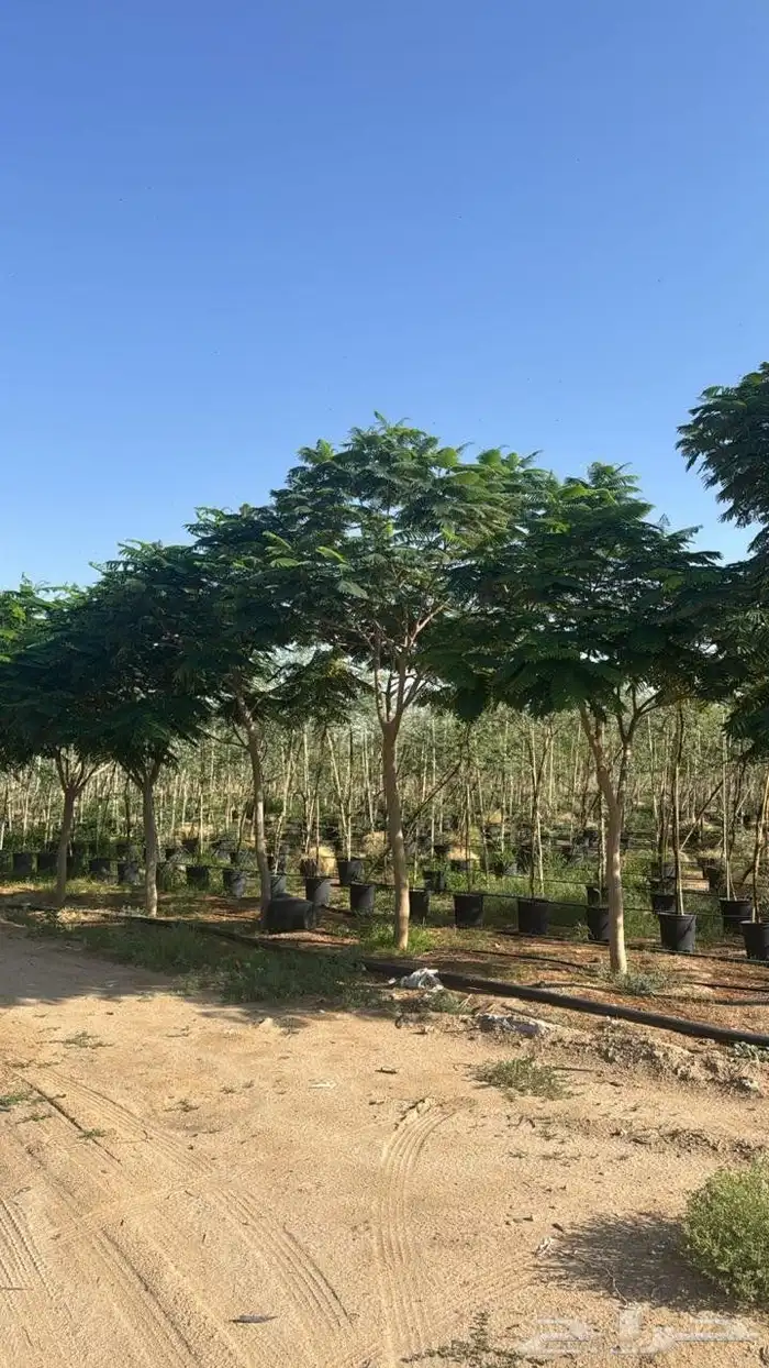 تنسيق حدائق بالرياض طبيعي وصناعي وتركيب شبكات الري 3