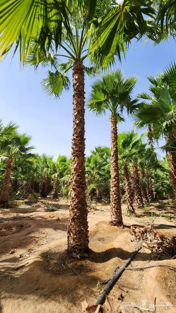 نقوم بتوريد جميع أنواع النخيل الوشنطني والعربي 7