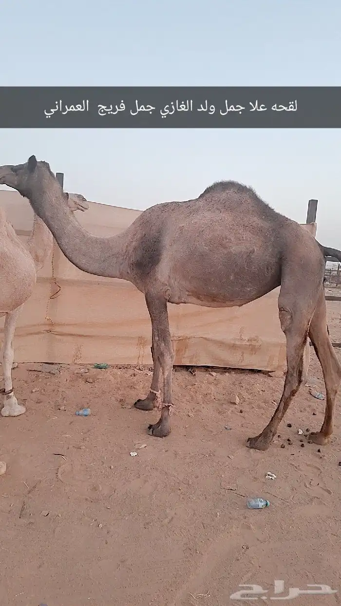 نياق لقحات 1