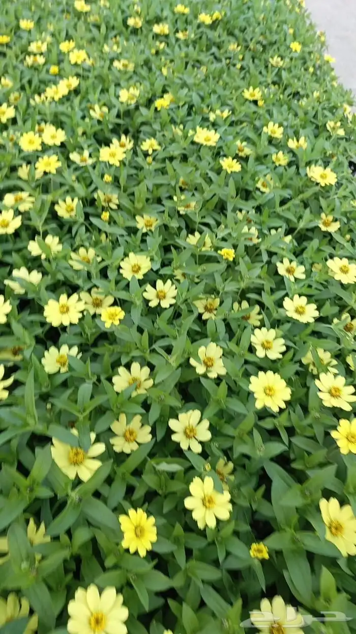 تنسق حدائق وشبكه الرأي 7