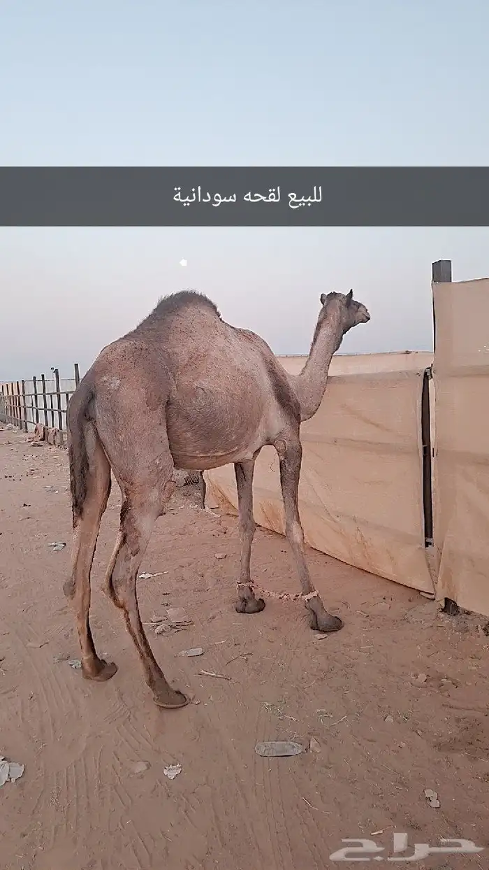 نياق لقحات 2