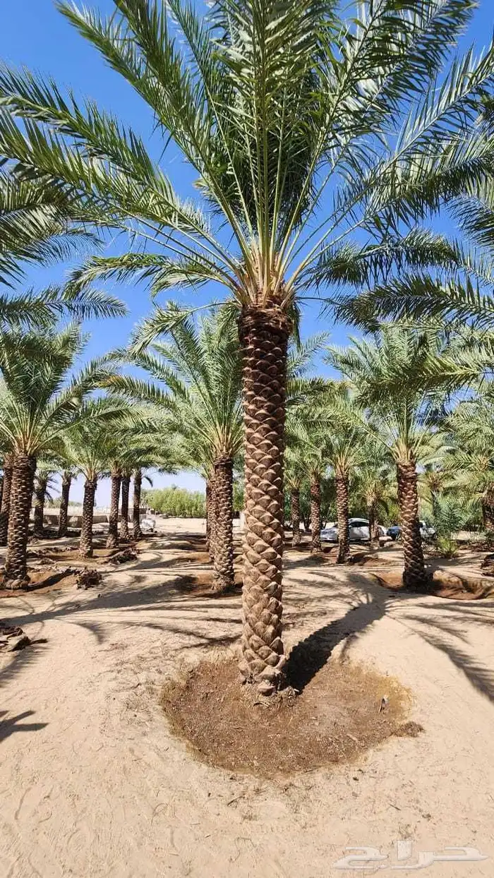 نخل للبيع جميع أنواعه ومقساته 5