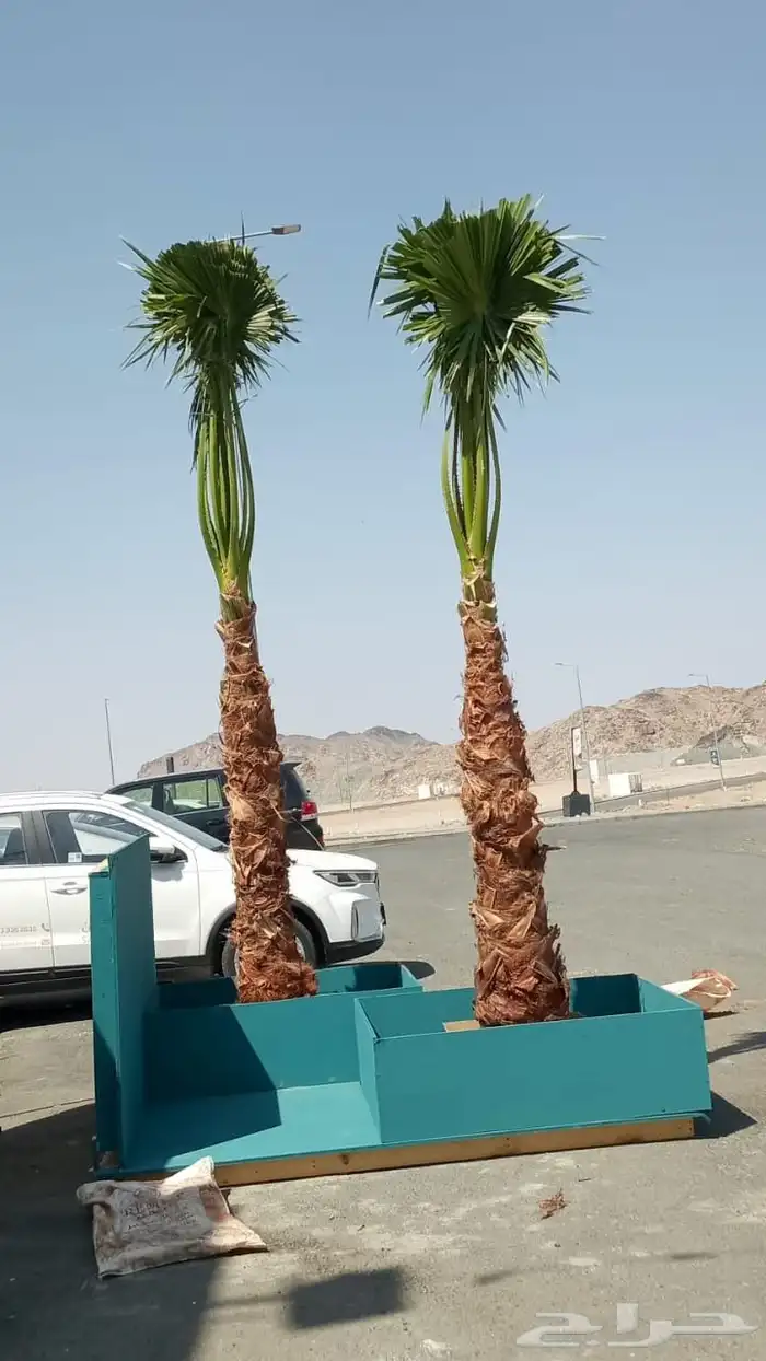 واشنطن زينه نخل للبيع واشنطن زينه نخل المثمر وزينه ملوكي 3