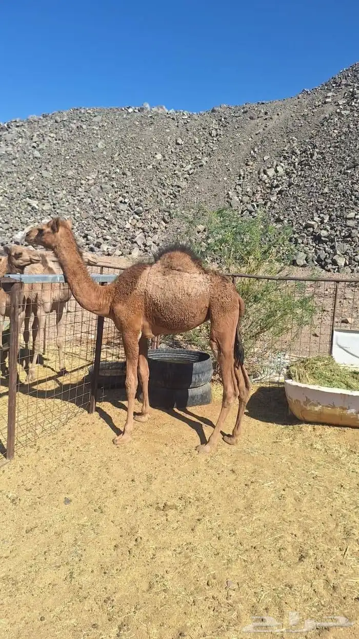 للبيع بكره مقنوي طيبه 2