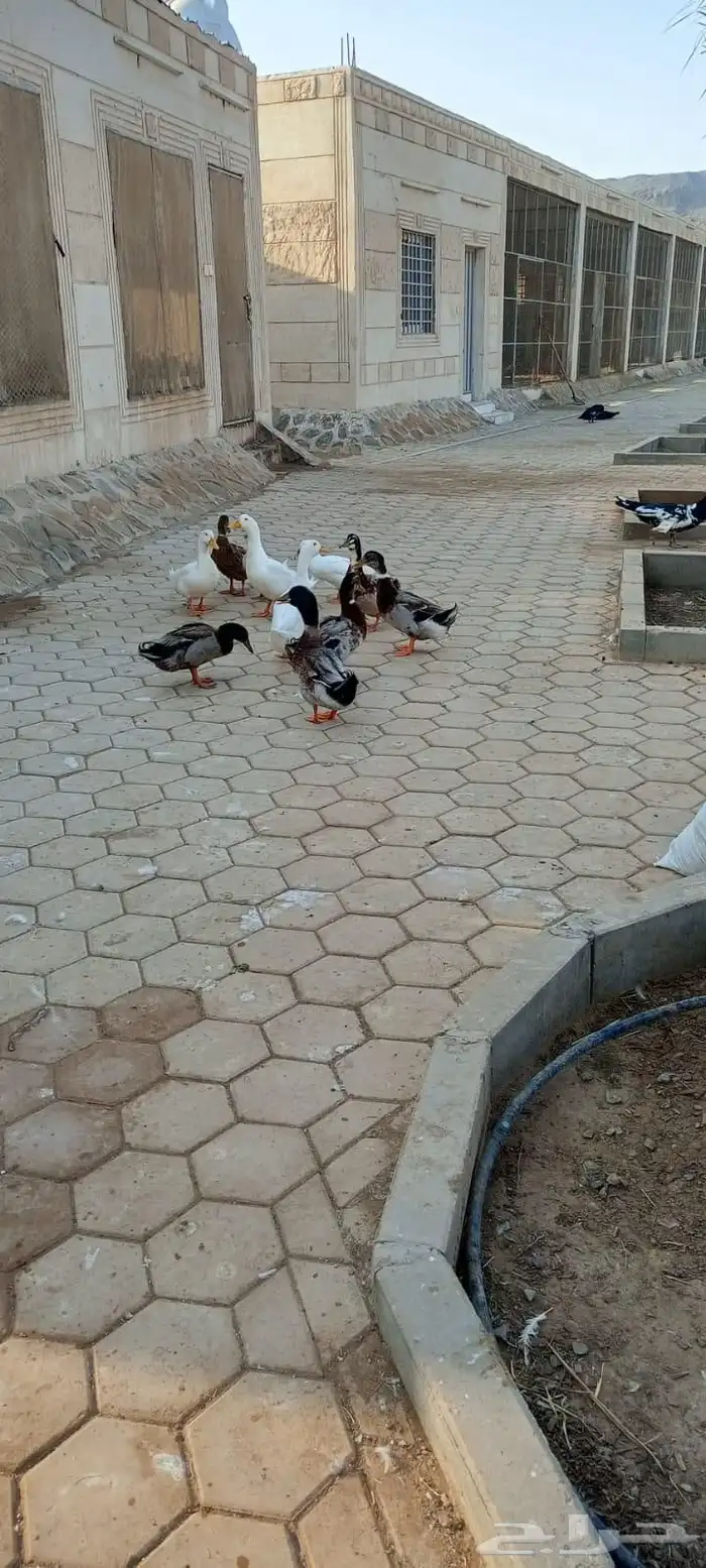 ذكور بط سوداني بصحه ممتاذه 1