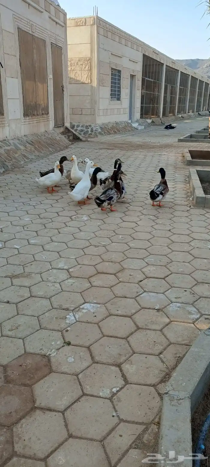 ذكور بط سوداني بصحه ممتاذه 2