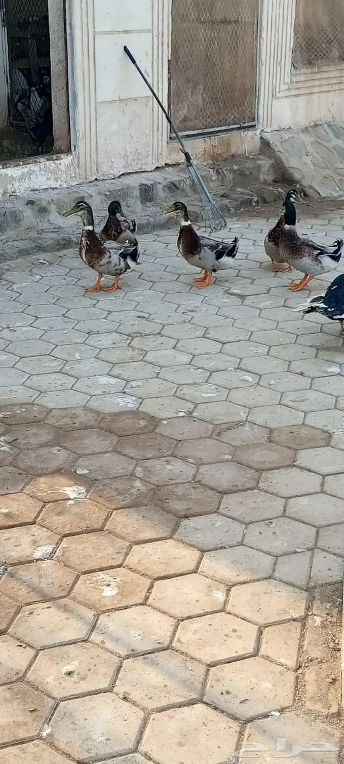 ذكور بط سوداني بصحه ممتاذه 0