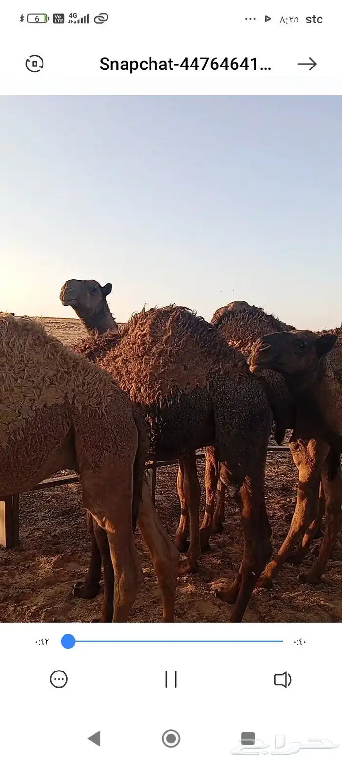 حشو للبيع العدد 11 سوم 5600 السعي على المشتري 0