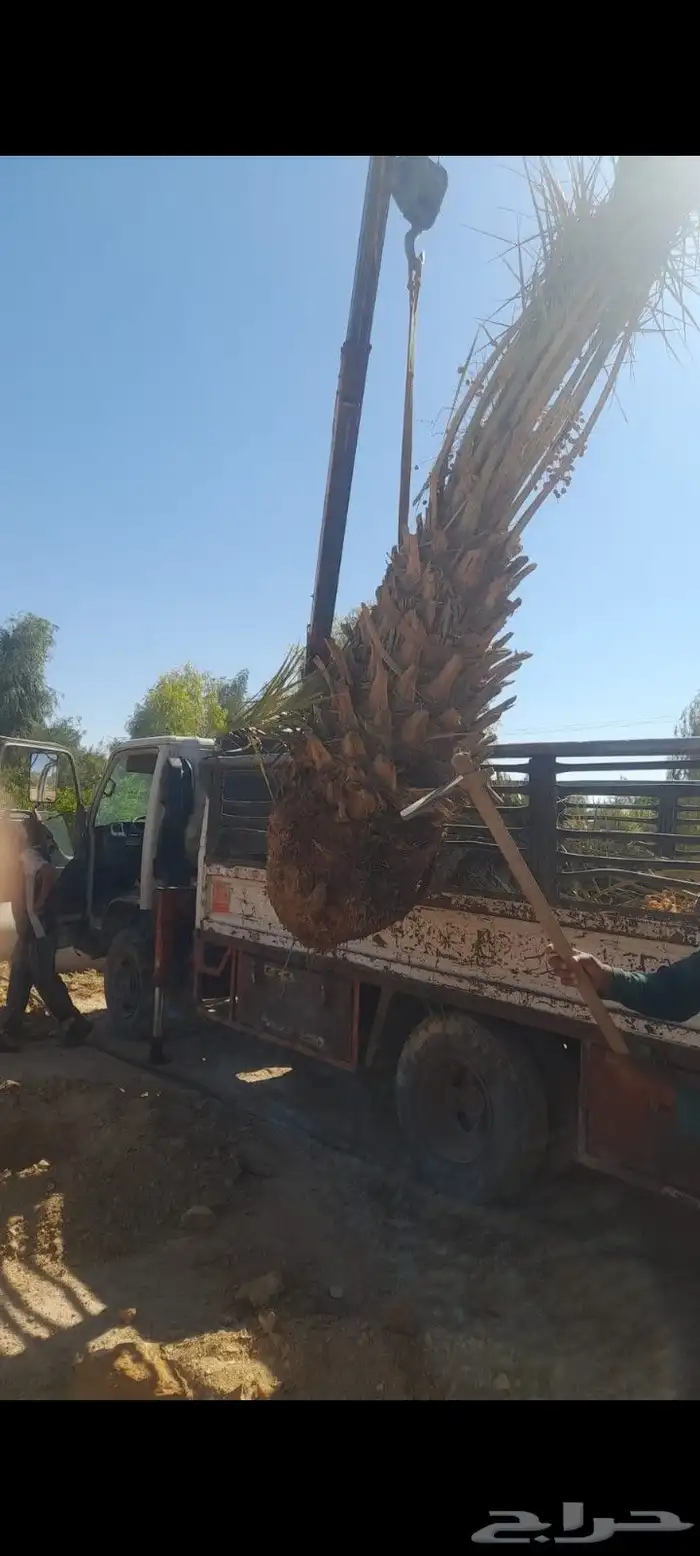 عندناء شبوك ونخل بساعر مناسبة 0