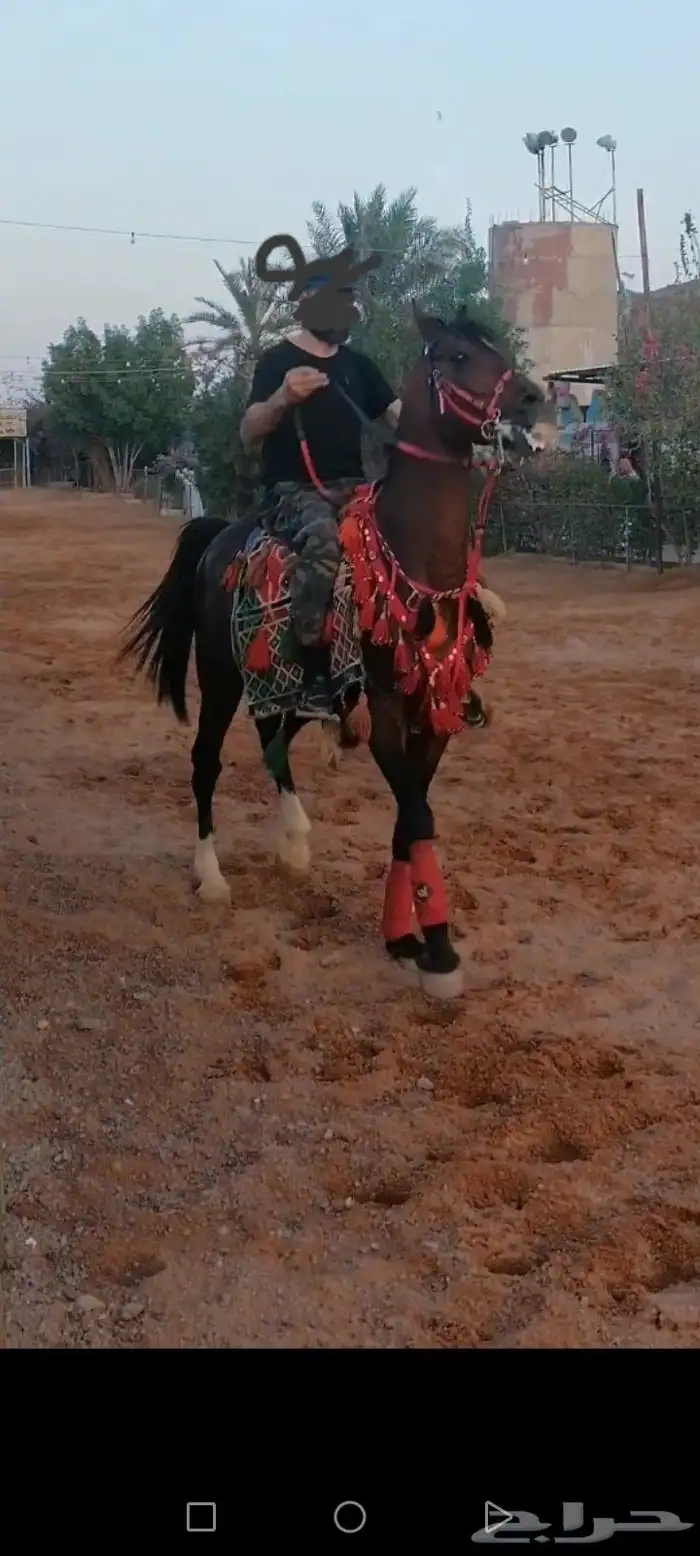 حصان شعبي طرب 1