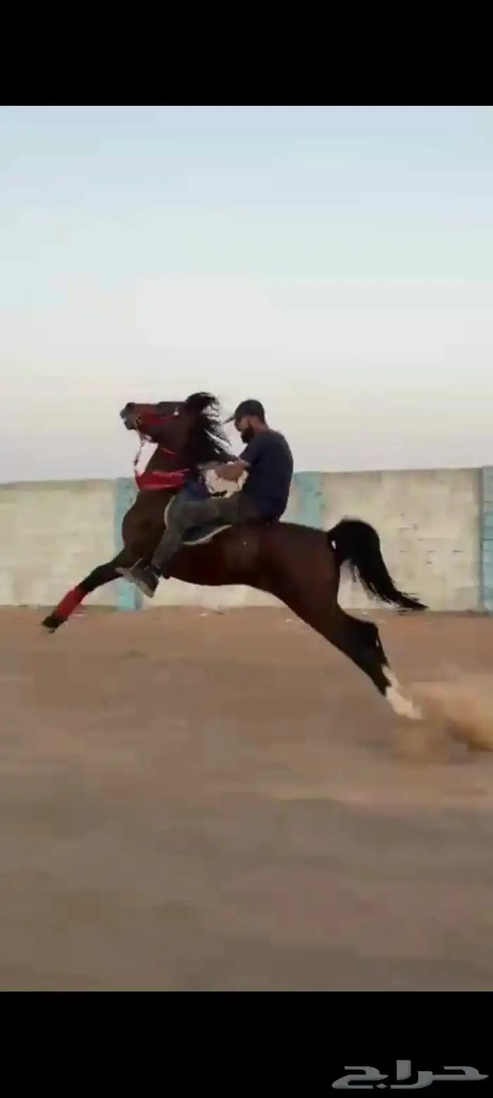 حصان شعبي طرب 0