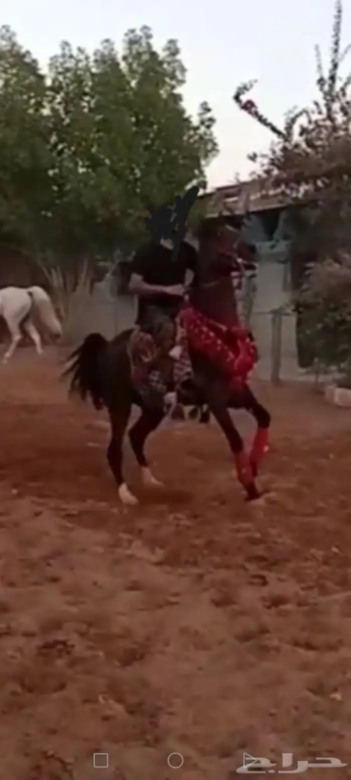 حصان شعبي طرب 2