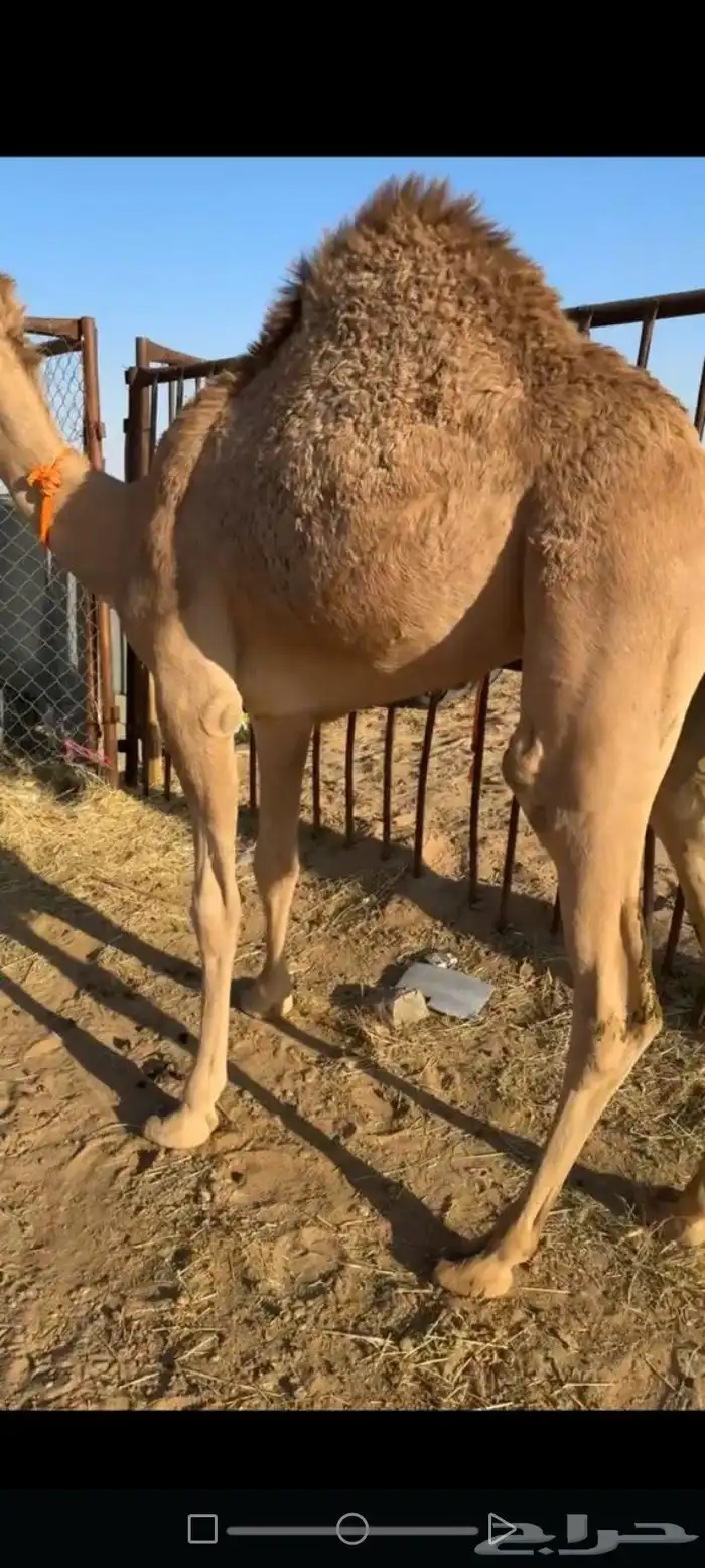 قعدان للبيع مغلقة زوجات ومبادي الموقع نجران 6