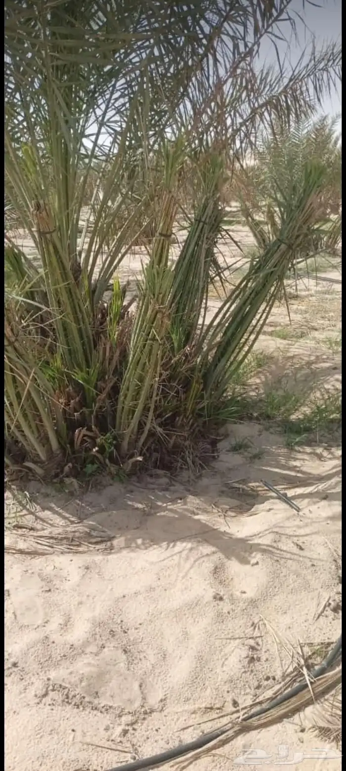 مقاول نخل عربي ونخل واشنطنيا مع اعماله قلع غرس تكريب وتحويض 31