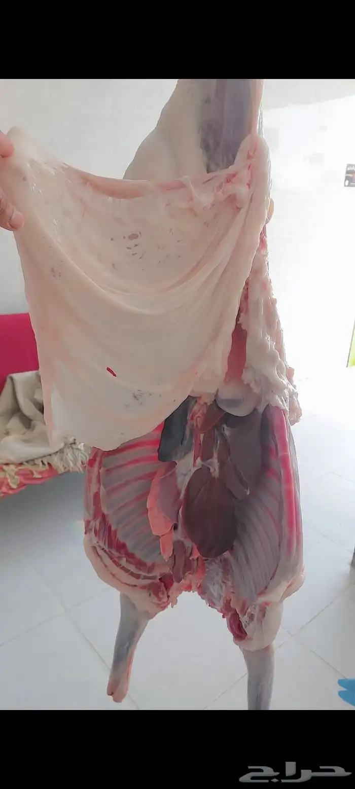 ملحمة النسيم للذبائح اليومي يوجد توصيل تيوس وخرفان بلدي نجرا 1