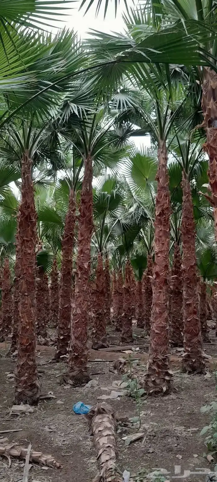 مقاول نخل عربي ونخل واشنطنيا مع اعماله قلع غرس تكريب وتحويض 25