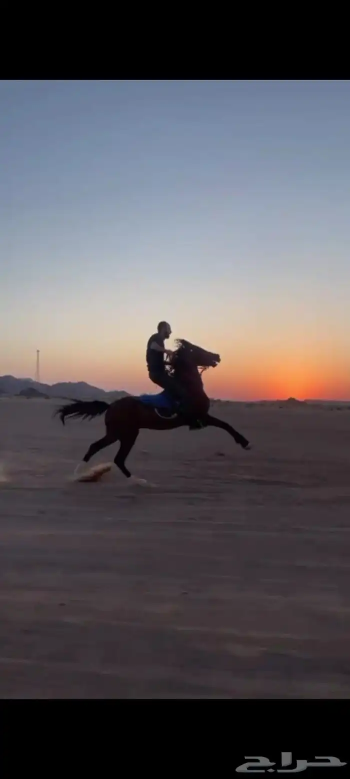 حصان شعبي طرب 4