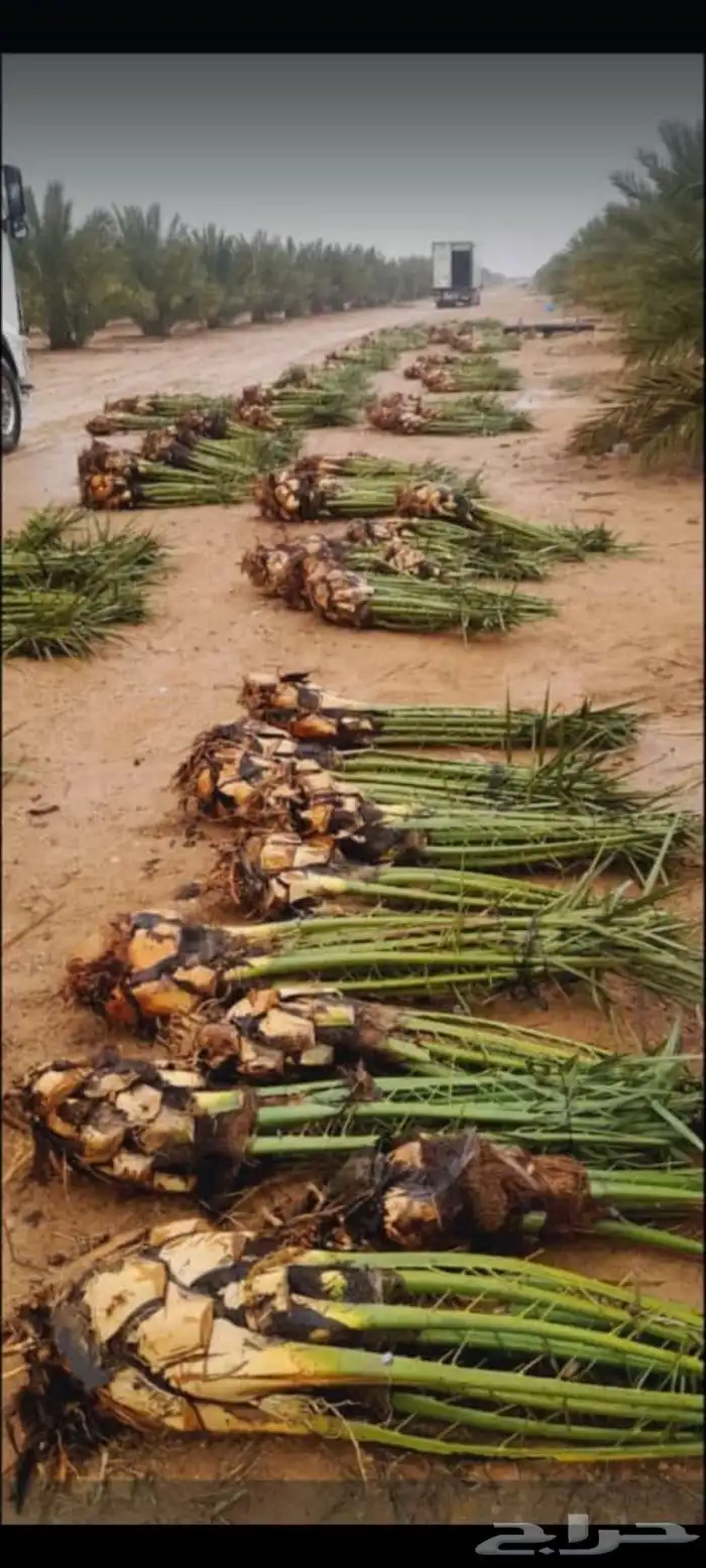 مقاول نخل عربي ونخل واشنطنيا مع اعماله قلع غرس تكريب وتحويض 23