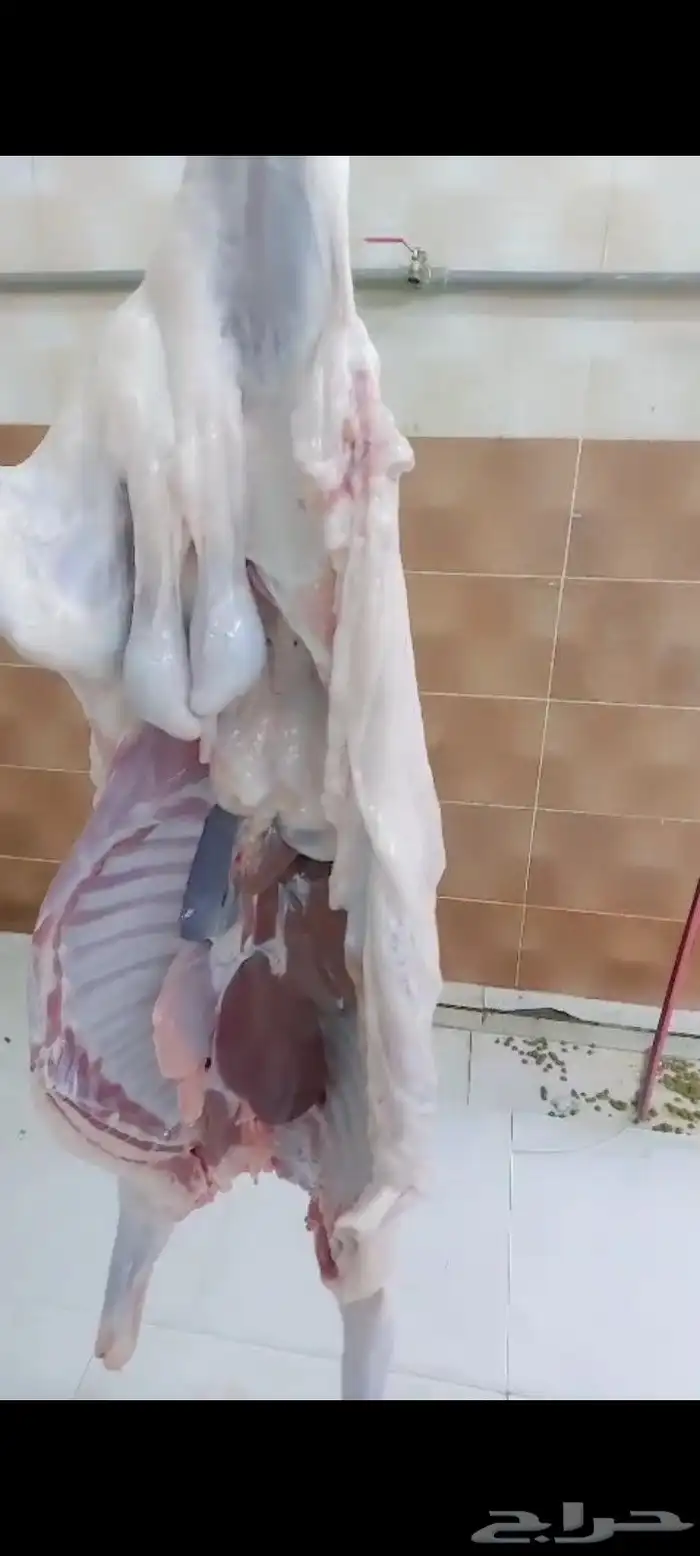 ملحمة النسيم للذبائح اليومي يوجد توصيل تيوس وخرفان بلدي نجرا 0