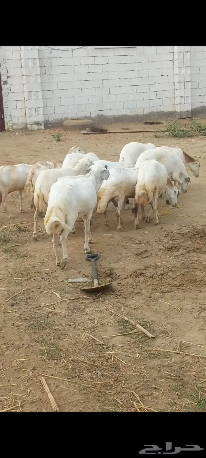 ضان مهجن حري قرايب العدد 13 0