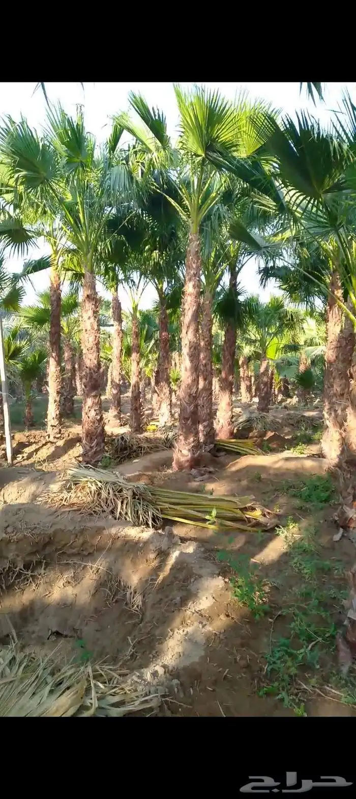 نخل واشنطني للبيع 0