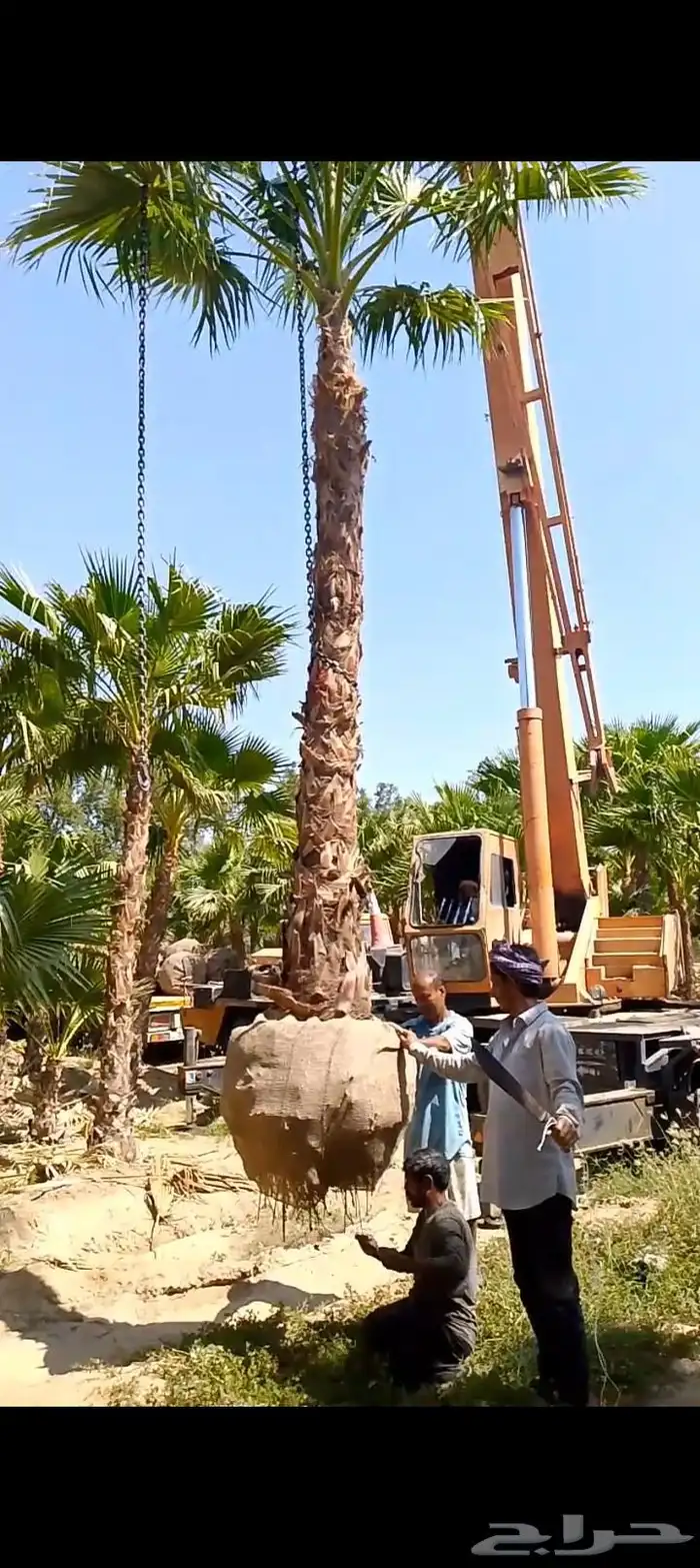 نخل واشنطني للبيع 3