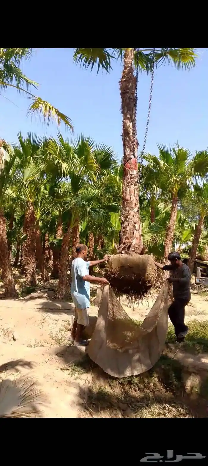 نخل واشنطني للبيع 1