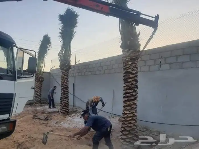 يوجد لدينا جميع انواع النخل من المتر الى 7 متر متوفر 9