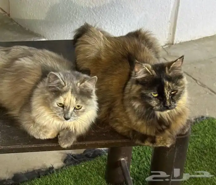 قطط للبيع 3